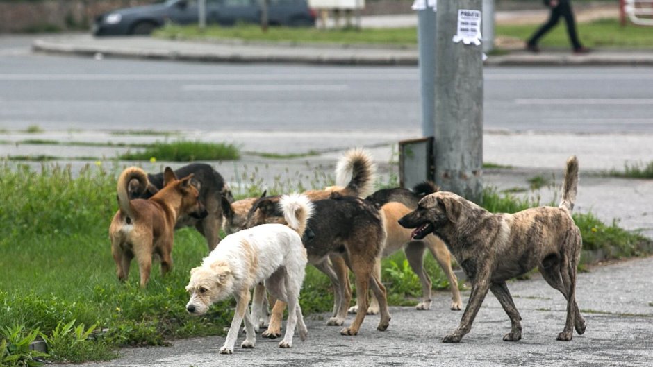 Своры бродячих собак Кострома