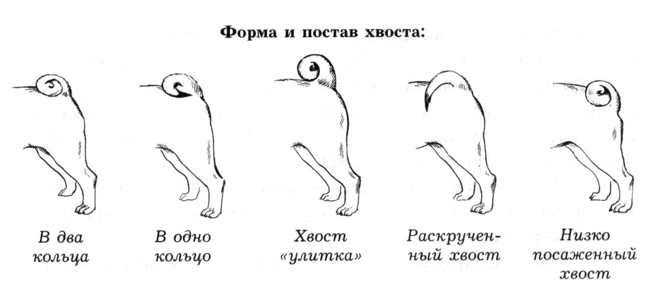 Чихуахуа стандарт породы хвост