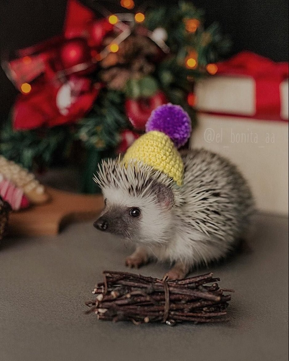 Еж на скейте