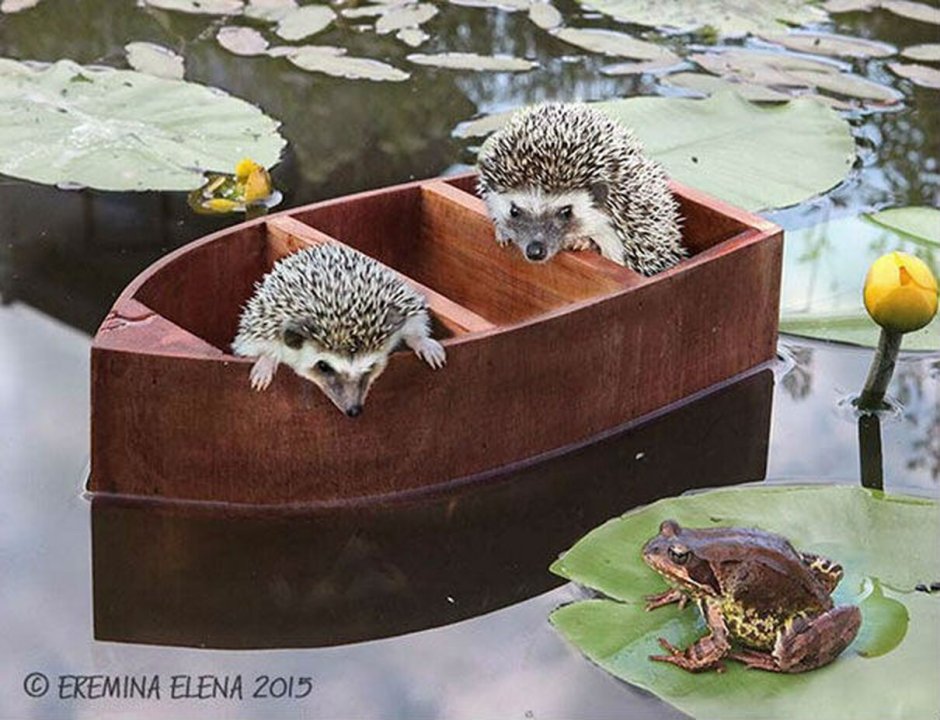 Еж в шляпе