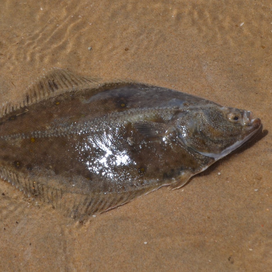 Морской ёрш камбала