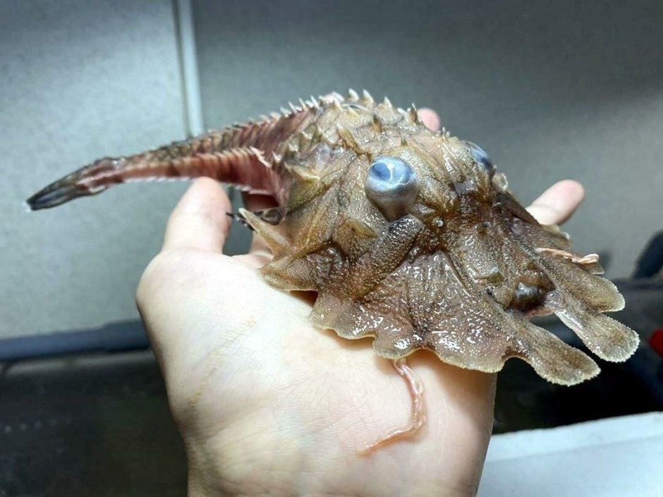 Angler Fish рыба