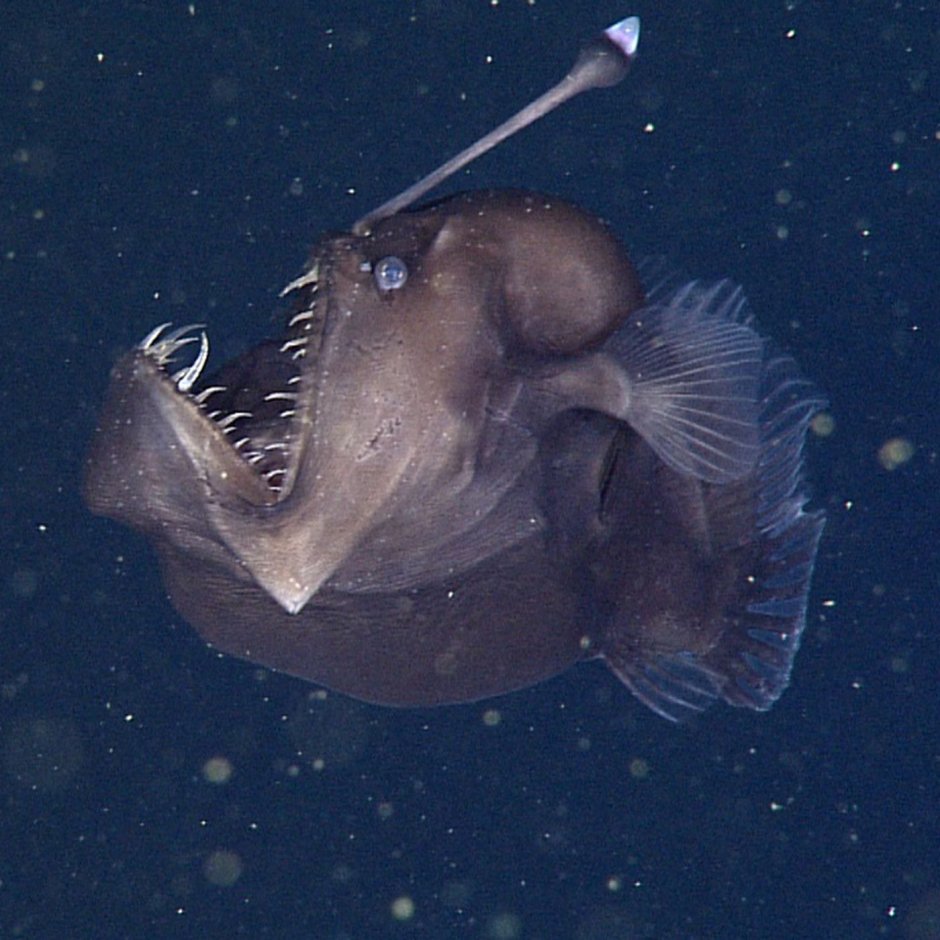 Halieutichthys aculeatus