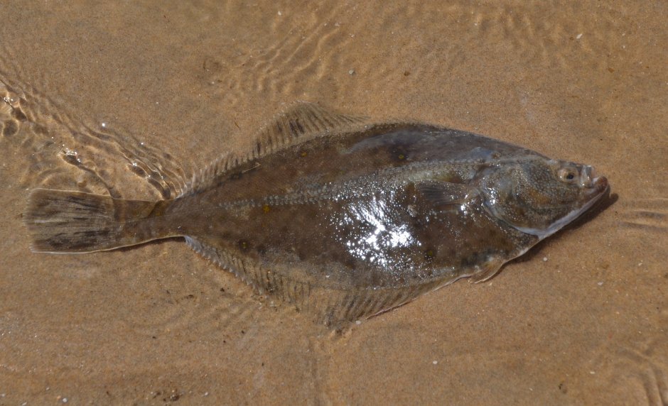 Plaice рыба