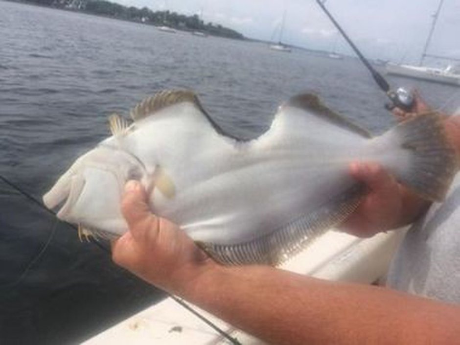 Морской волк зубатка