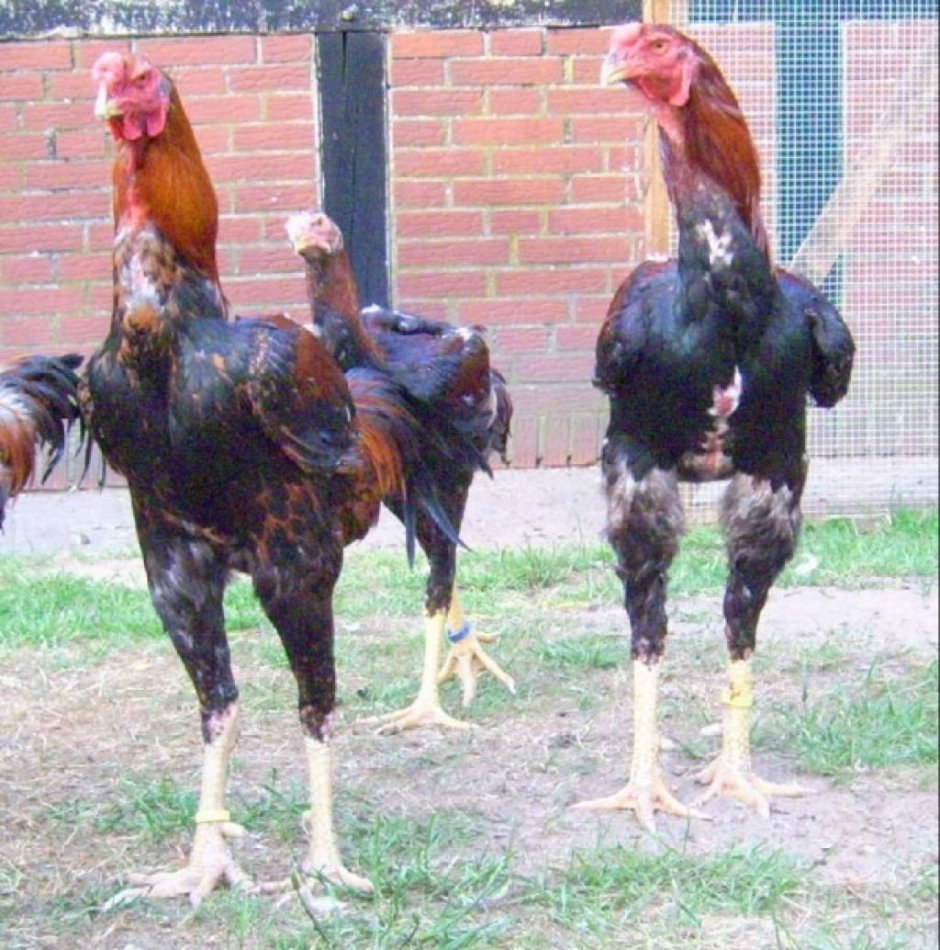 Куры породы Шамо