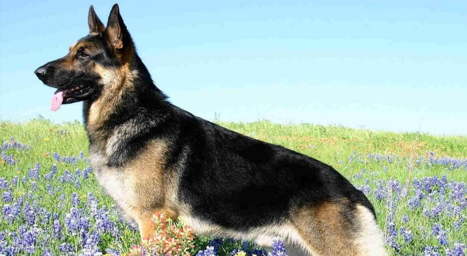 German Shepherd немецкая овчарка