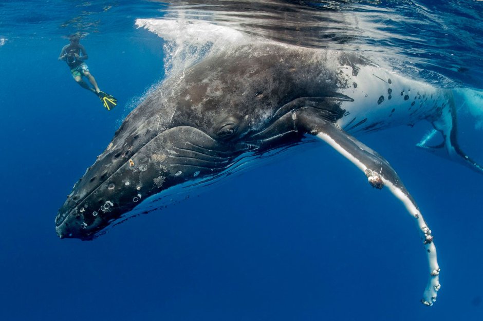 National Geographic. Киты-горбачи