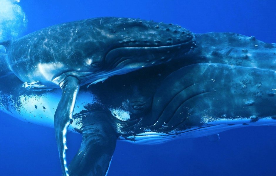 Китенок морской