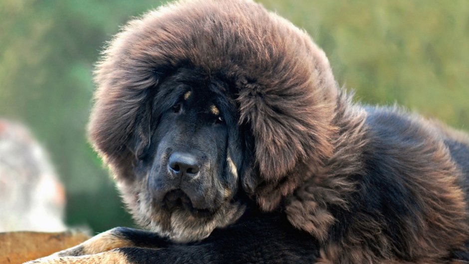 Тибетский мастиф