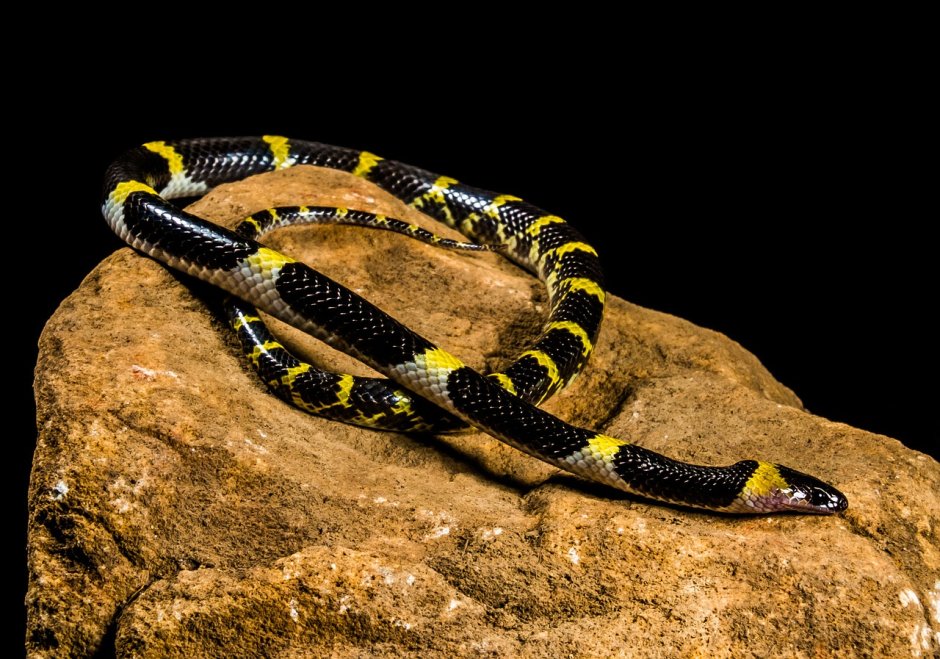 Желтобрюхий полоз (Dolichophis caspius)
