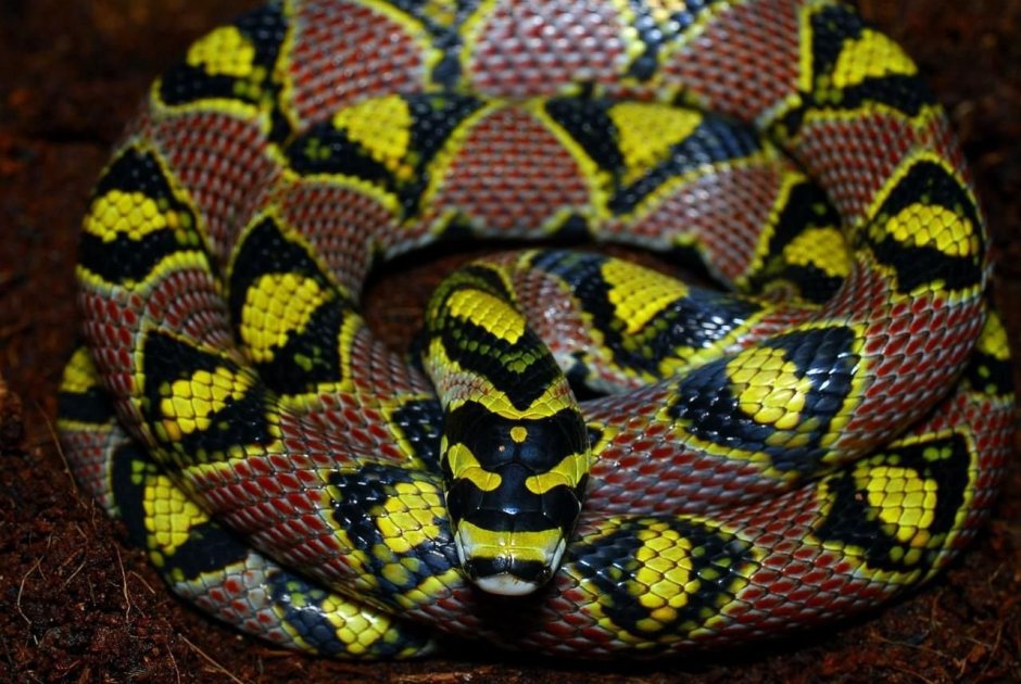 Lycodon Laoensis