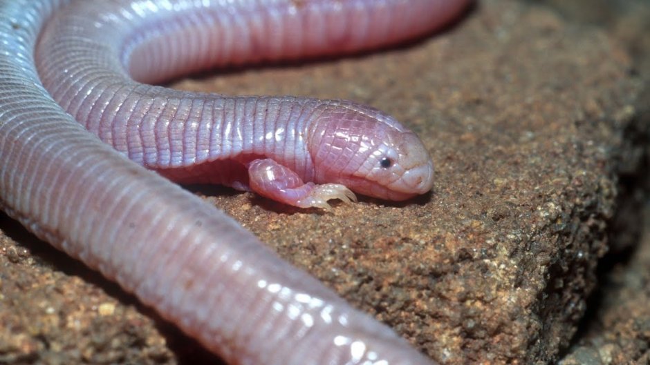 Euprepiophis conspicillata альбинос