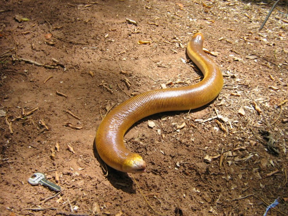 Typhlonectes Natans