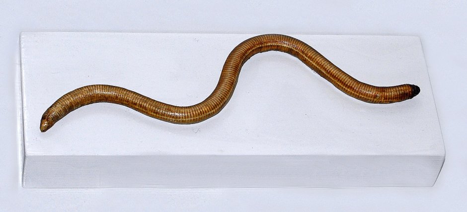 Пятнистая двуходка (Amphisbaena fuliginosa)