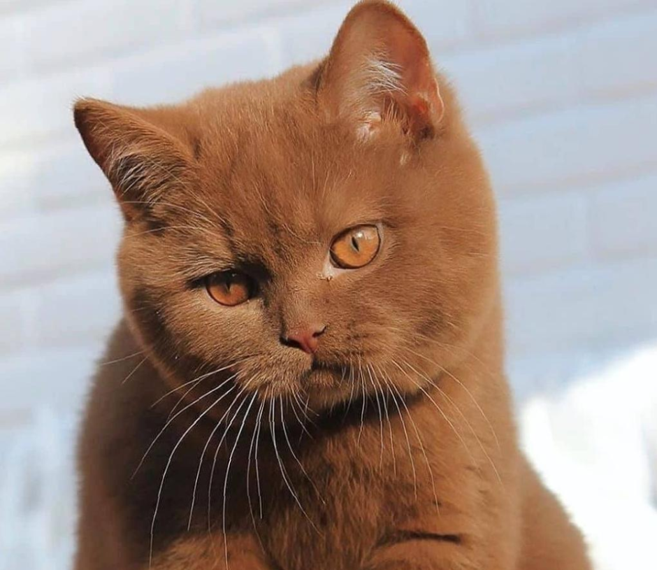Коричневые животные