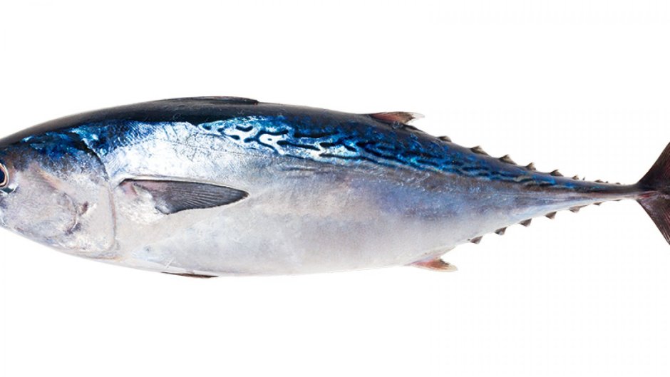 Thunnus Alalunga
