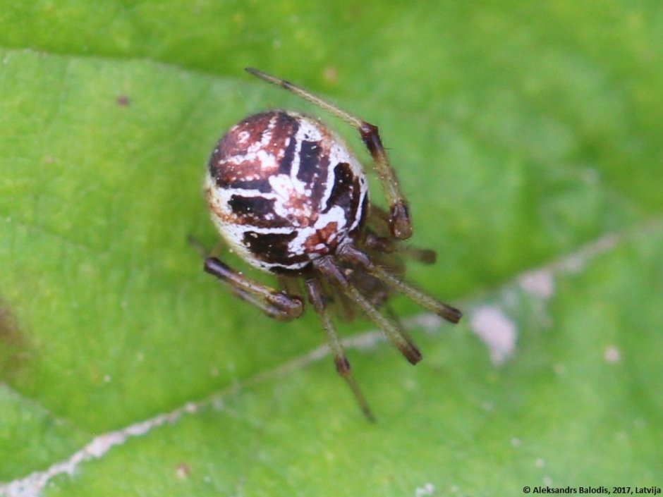 Theridion sisyphium