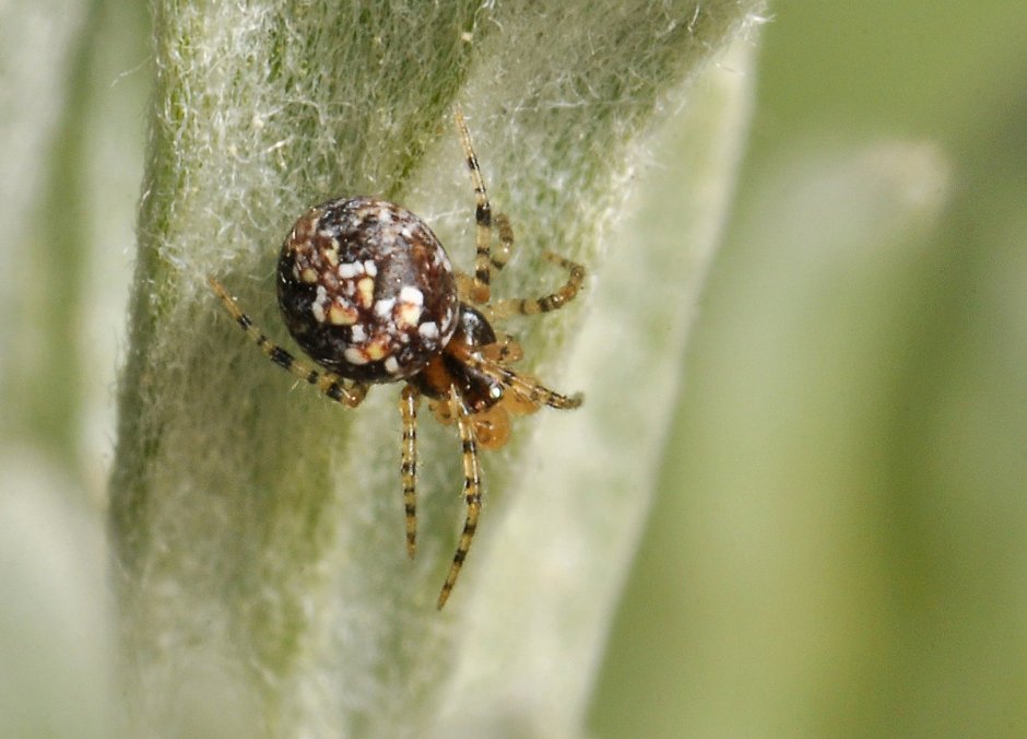 Theridion melanurum