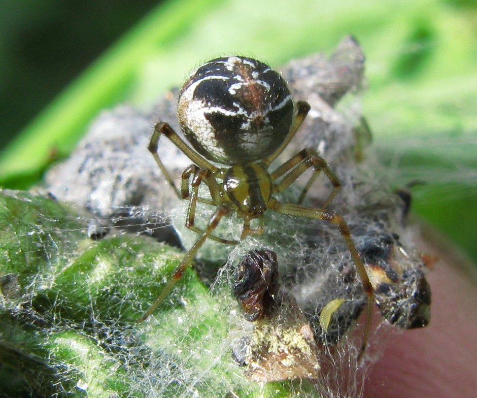 Сизифов труд женщина рисунок