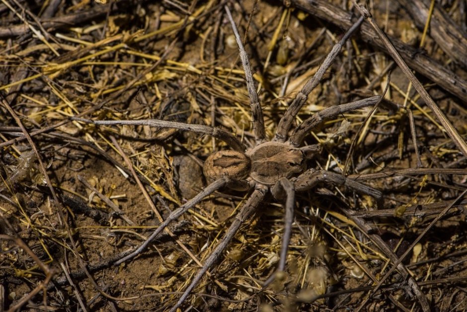 Теридион пестрый