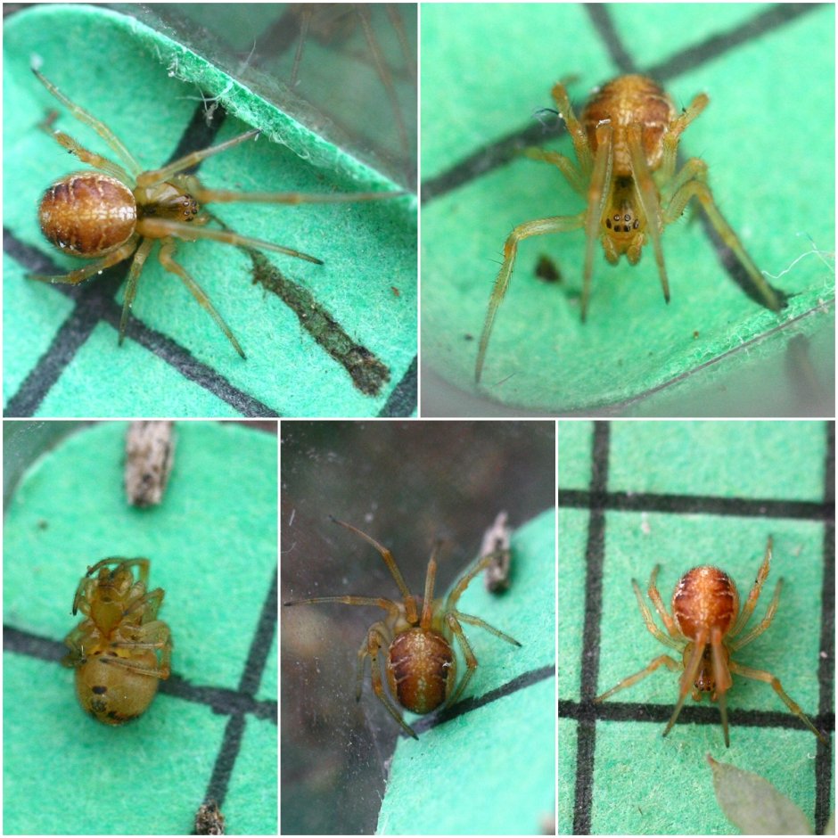 Сизиф с травой