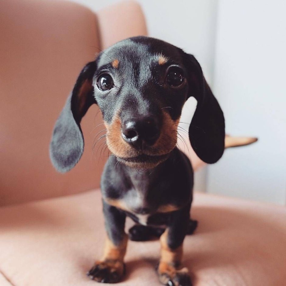 Такса Wiener-Dog