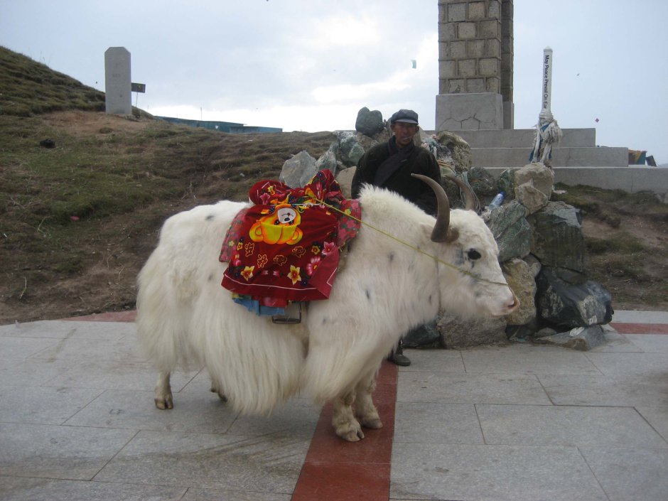 Тибетский белый як фото