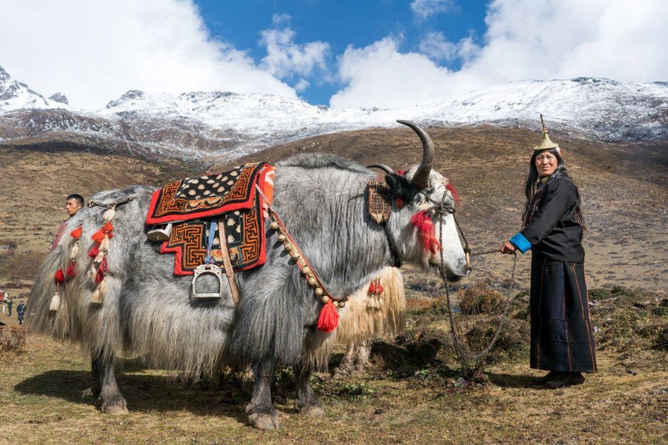 Ван игуан (Wang yi Guang)