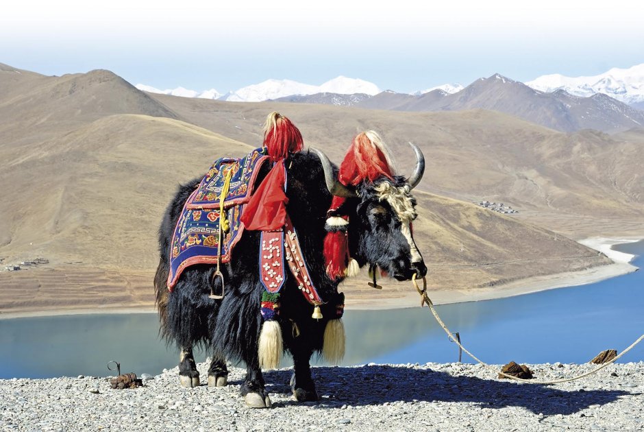 Large White Yak in Tibet