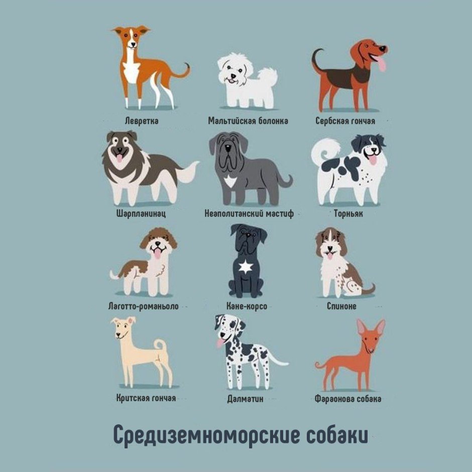 Плакат породы собак