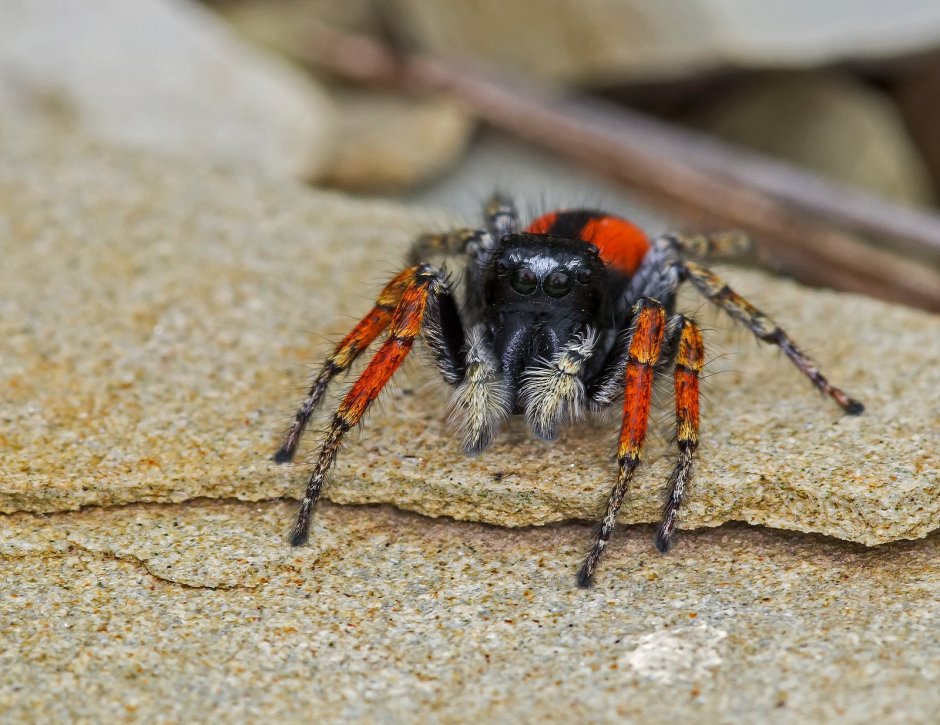 Dysdera crocata