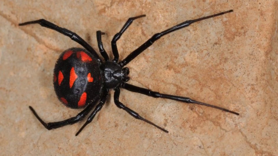 Latrodectus Mirabilis