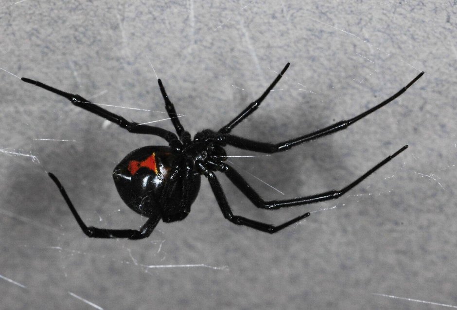 Black Spider (чёрный паук)