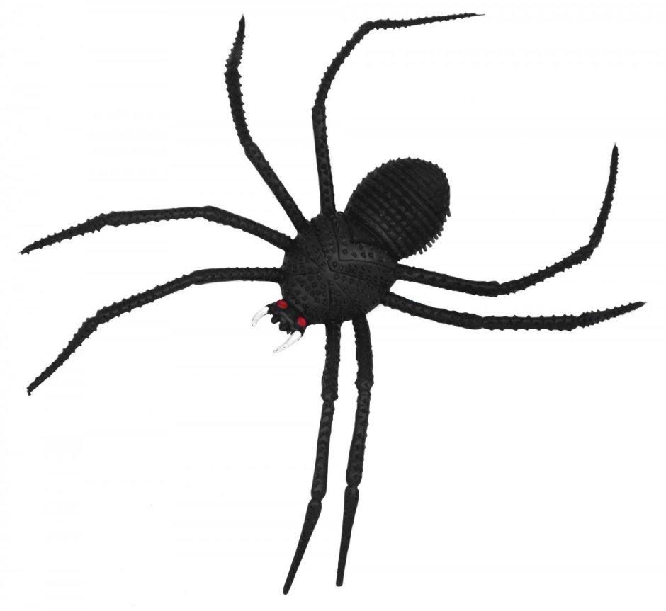 Вдова Бишопа / Latrodectus bishopi