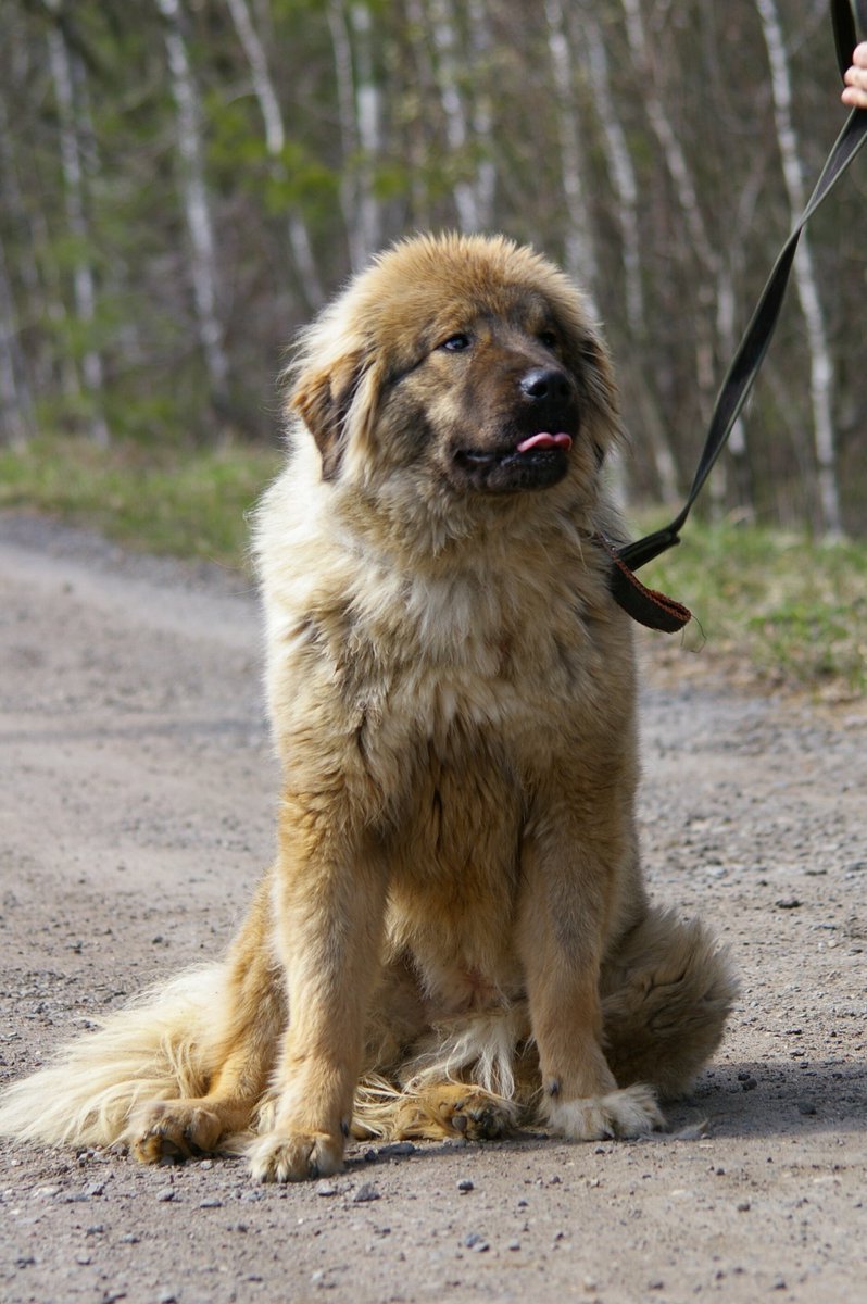 Метиз овчарка и Кавказская