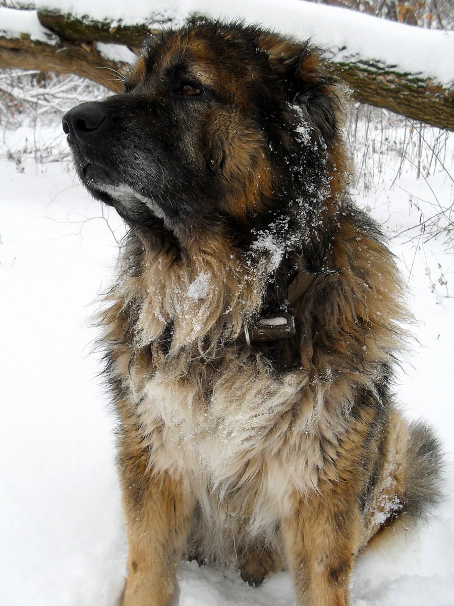 Немецкая овчарка волкодав