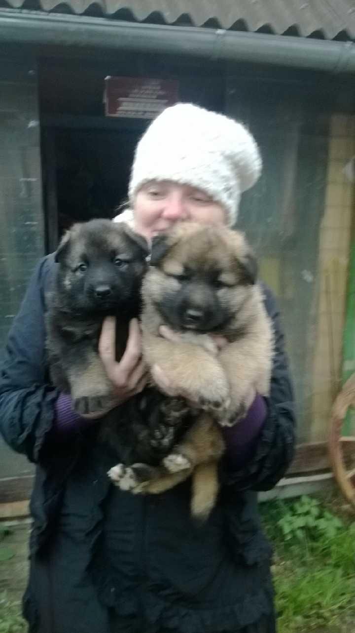 Метис Кавказская овчарка и немец