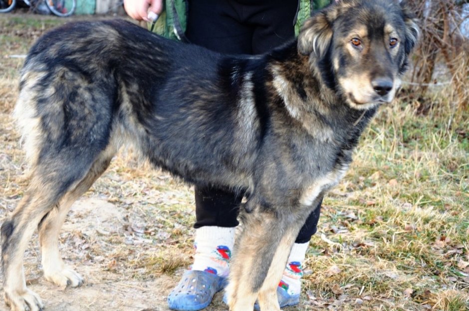 Помесь кавказской овчарки