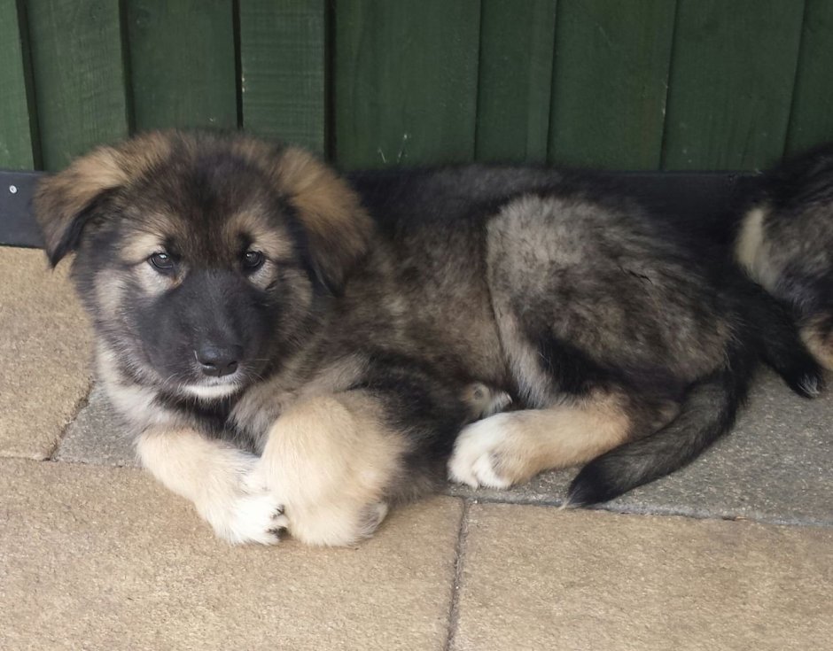 Маламут с овчаркой помесь