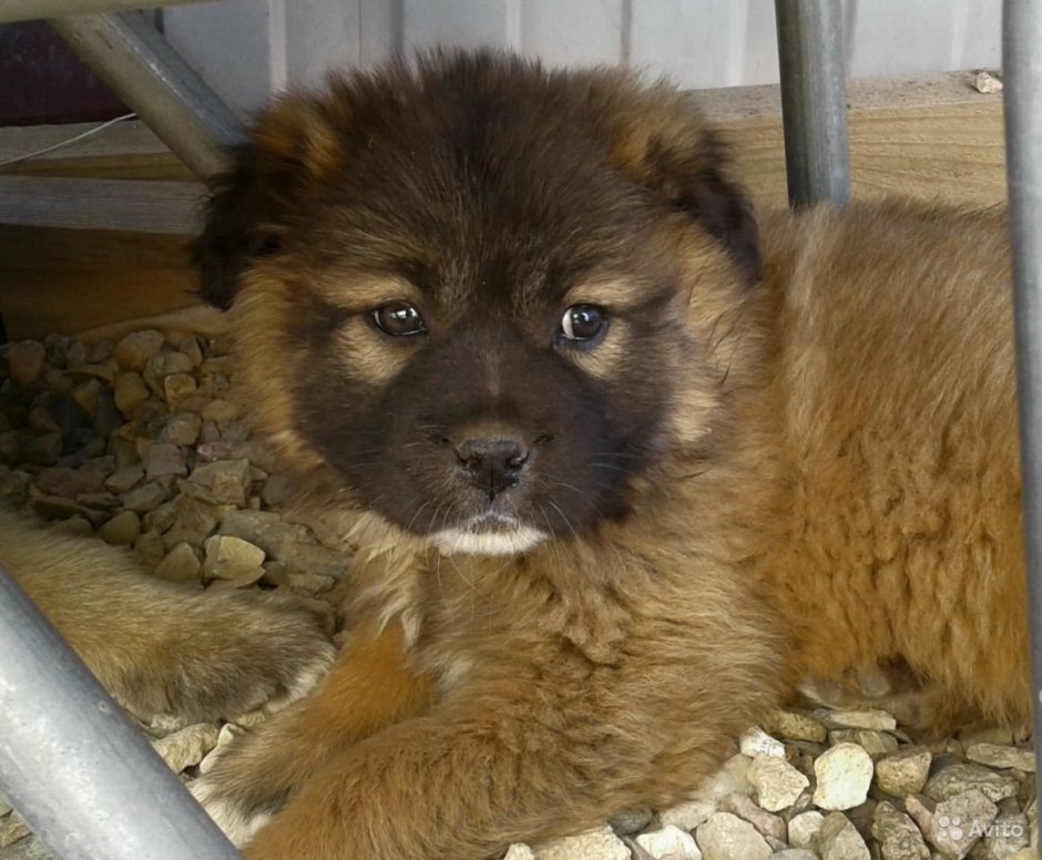 Щенки кавказской овчарки волкодав