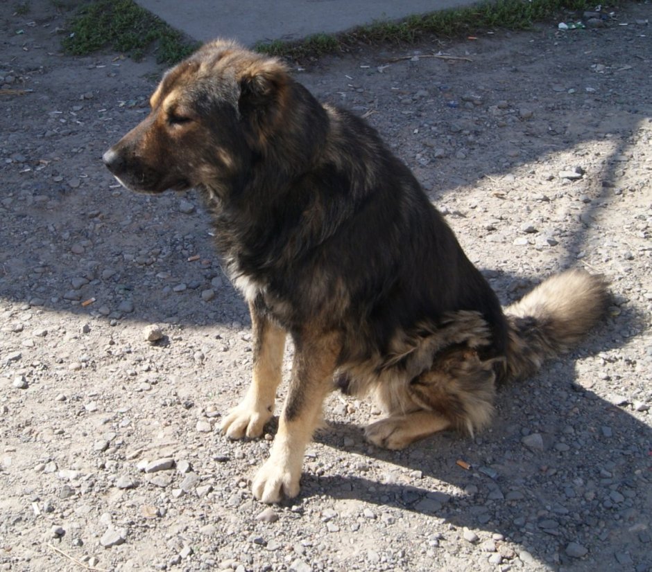 Метис овчарки и кавказца