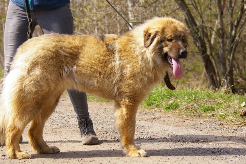 Помесь кавказской овчарки