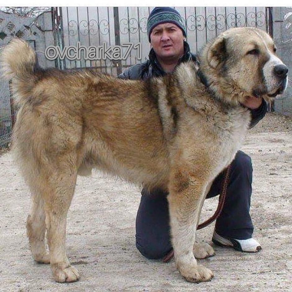 Волкодав овчарка