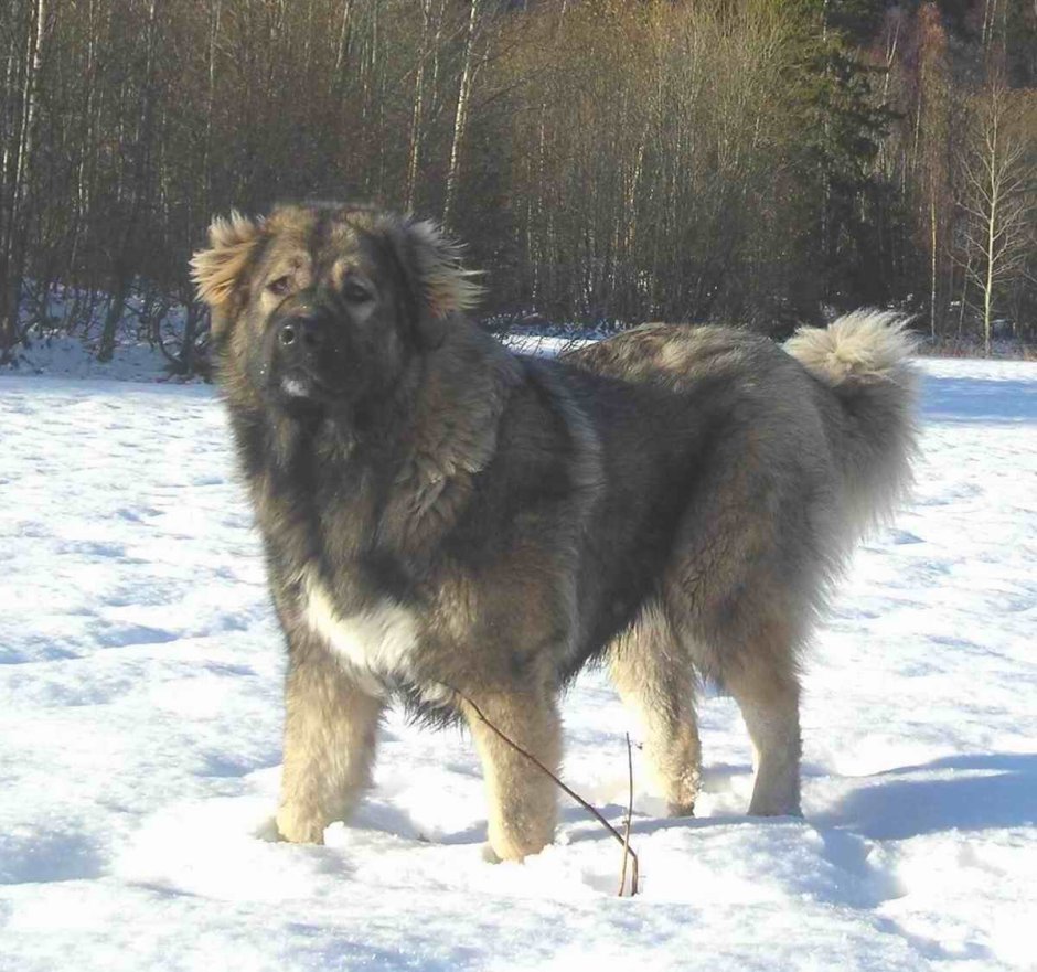 Овчарка Кавказская европейская волкодав
