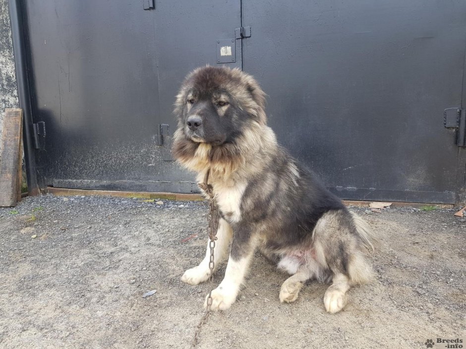 Немецко Кавказская овчарка
