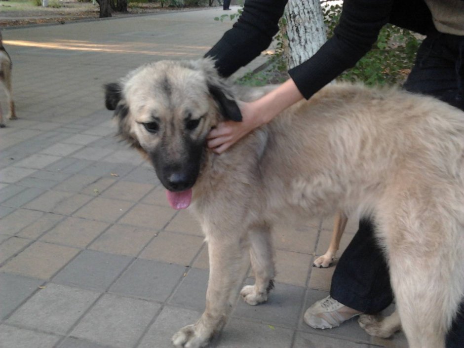 Кавказская овчарка метис дворняжки