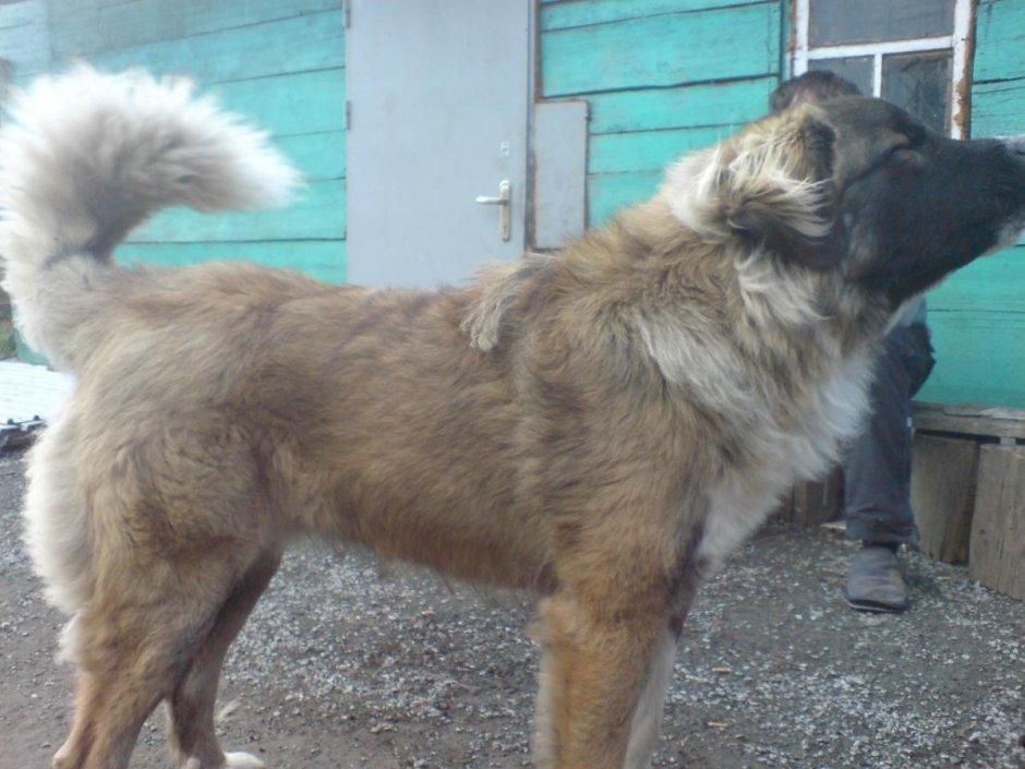 Метис кавказской овчарки