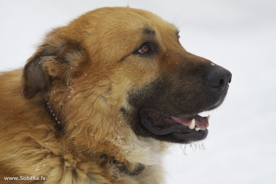 Смесь немецкой овчарки и кавказской