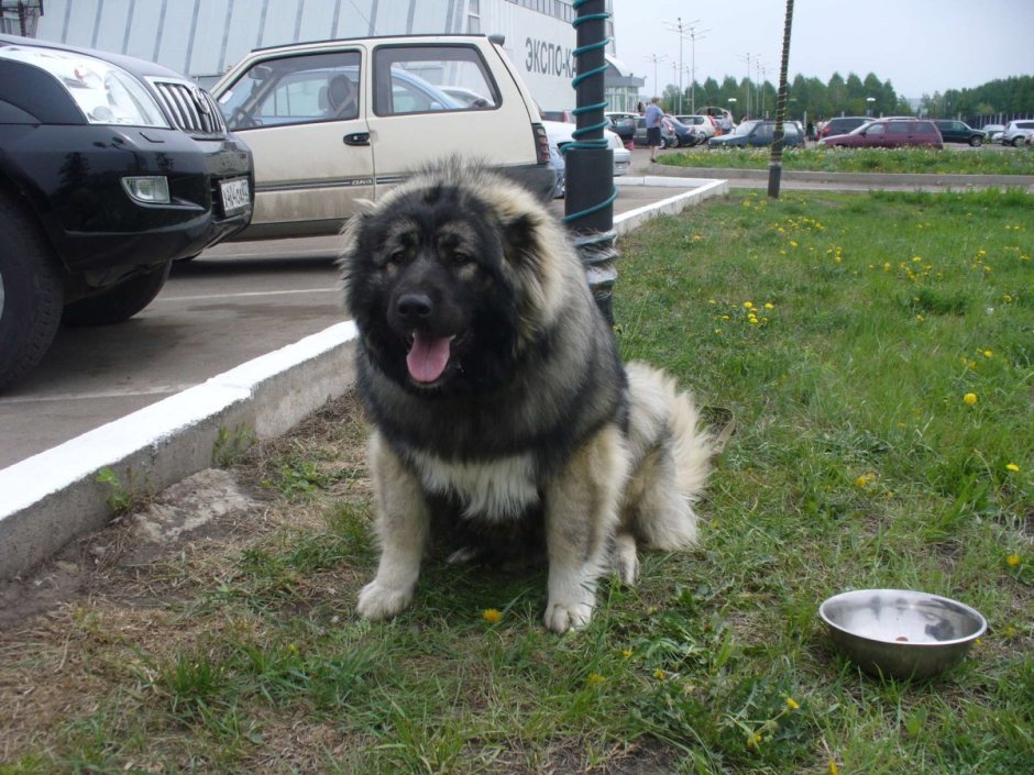 Кавказская овчарка плюс хаски